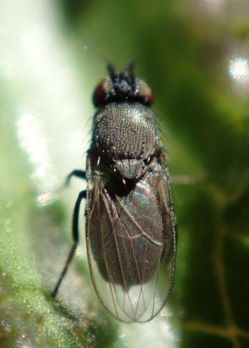 Desmometopa sp.